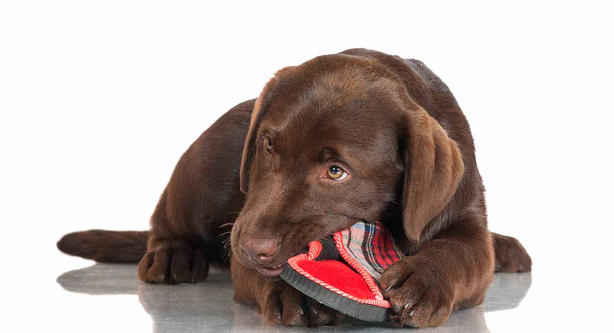 Dog chewing shoe